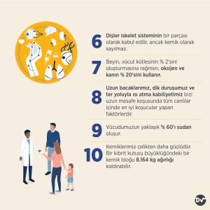 insan_vücudu_hakkında_bilgi_istatistik_2