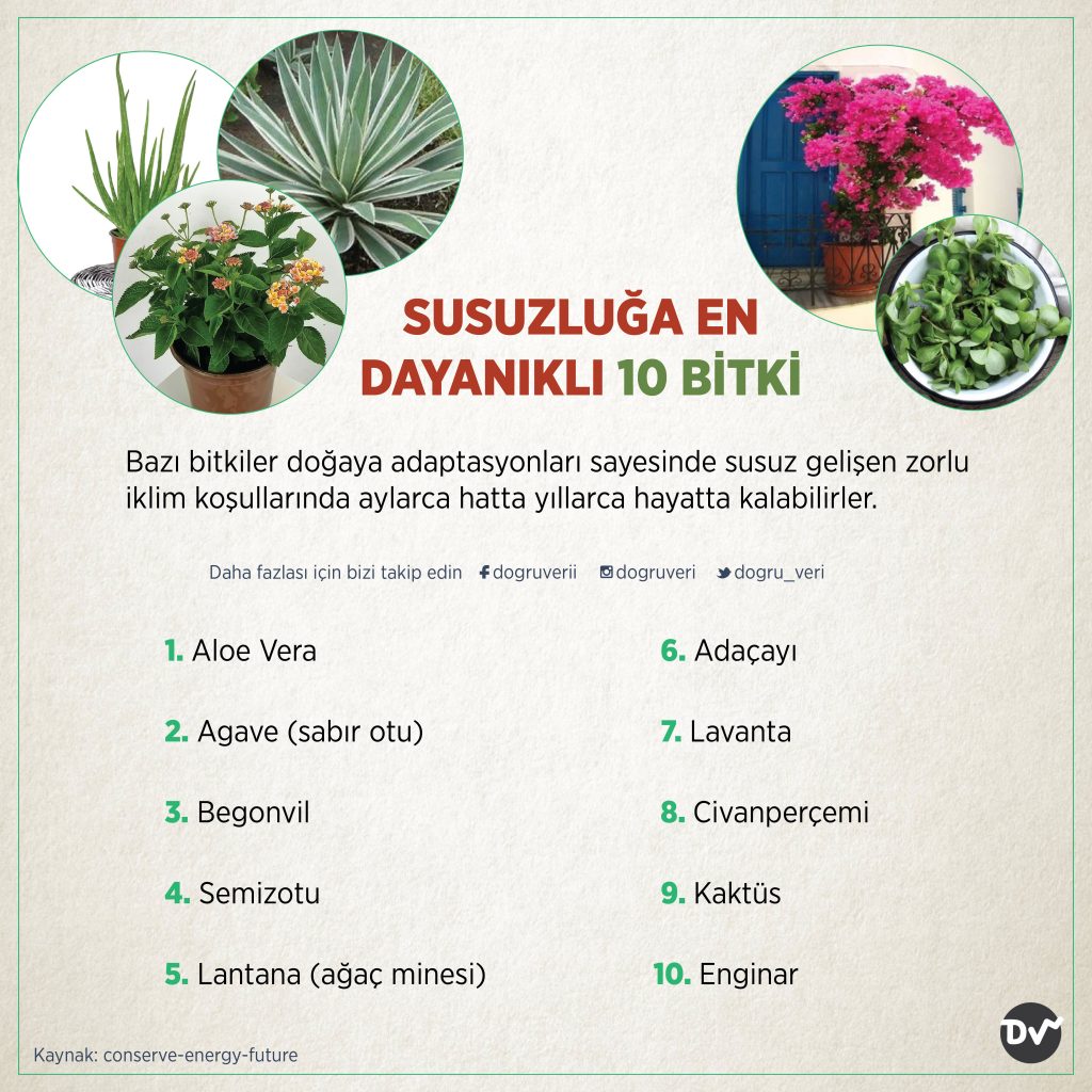 SUSUZLUĞA EN DAYANIKLI 10 BİTKİ