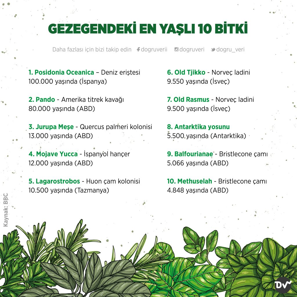 GEZEGENDEKİ EN YAŞLI 10 BİTKİ